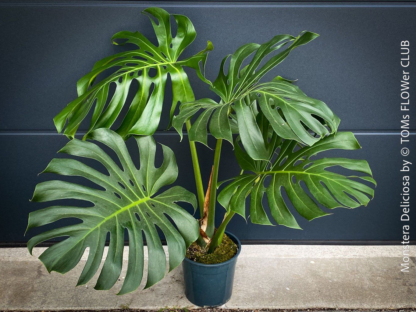 Pflanzen & Samen: Monstera Deliciosa - echte, gross-blättrige Grundform – Neu und originalverpackt aus Adliswil von MarkyForest
