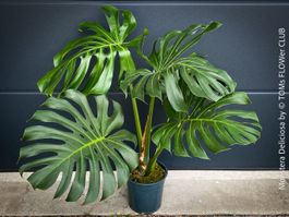 Monstera Deliciosa - echte, gross-blättrige Grundform