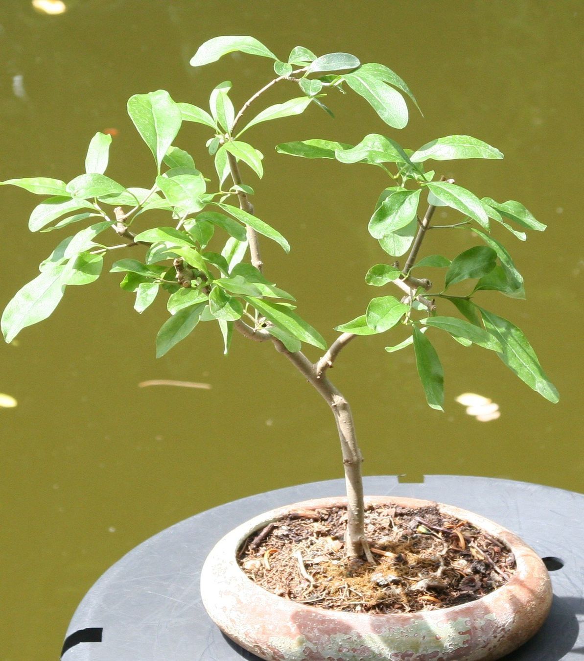 Piante & sementi: BONSAI  -  Wilder Flieder – Usato da Gretzenbach venduto da Sikim
