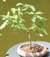 BONSAI  -  Wilder Flieder
