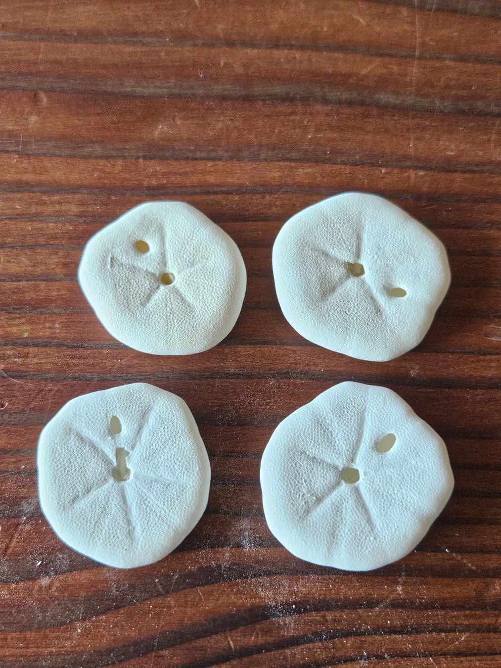 Fossili: Seeigel Sand Dollars – Nuovo (secondo la descrizione) da Maseltrangen venduto da Chrusli7 2