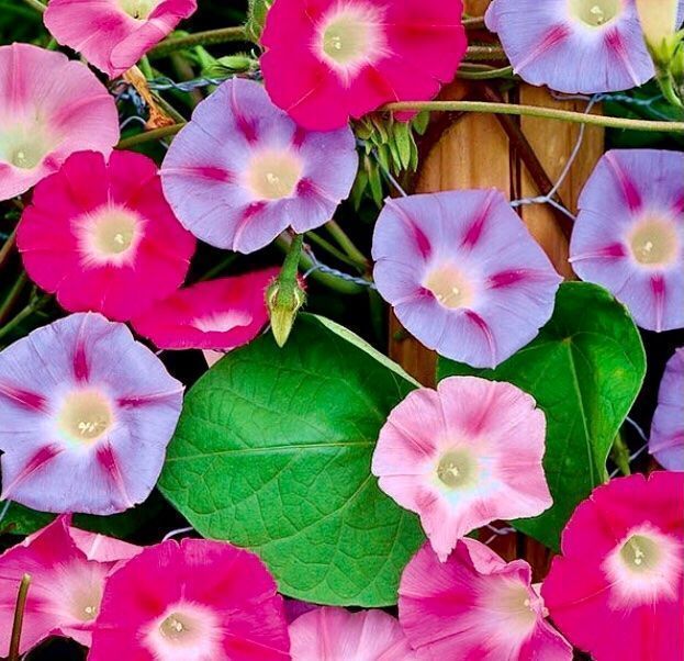 Plantes & graines: 30 Samen Kletter Blumen  “TRICHTERWINDE” – Neuf avec emballage d'origine à Rovio par POSITIFFARTandPLANTS 2