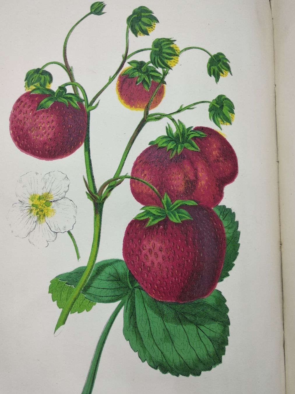 Libri: BOTANIK - THE NEW PRACTICAL GARDENER 1872 – Usato da Goldach venduto da Gaip 1