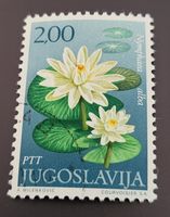 Jugoslawien 1971 Weiße Seerose