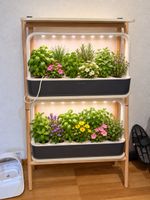 Click & Grow Smart Garden 18 mit originalem Holzgestell