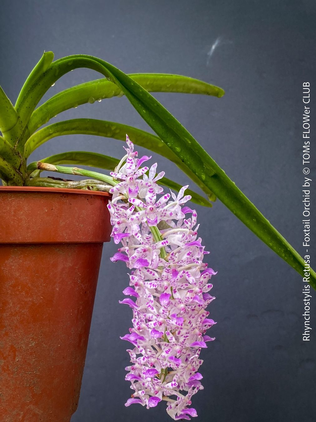 Pflanzen & Samen: Rhynchostylis Retusa - duftende "Fuchsschwanz" Orchidee – Neu und originalverpackt aus Adliswil von astom369 2