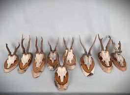 Reh Geweihe Trophäen auf Laubholz 9er Set
