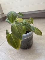Philodendron Melanochrysum