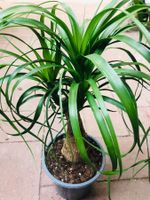 Zierpflanze 50 BEAUCARNEA RECURVATA