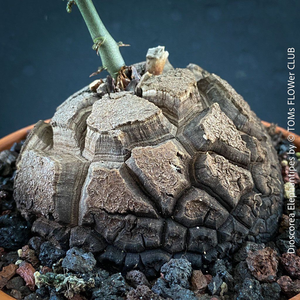Pflanzen & Samen: Dioscorea elephantipes - "Turtle Plant" aus Südafrika – Neu und originalverpackt aus Adliswil von astom369 3