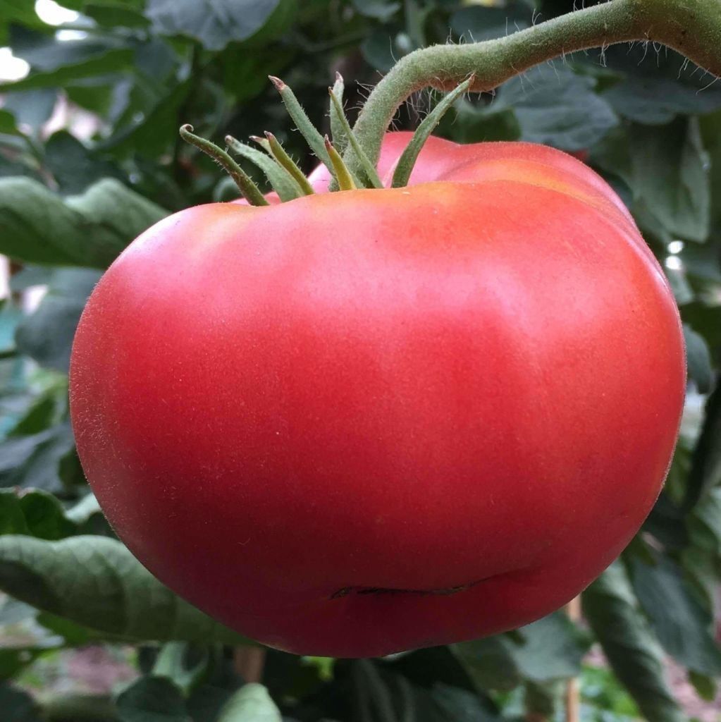 Pflanzen & Samen: 30 Samen BERNER ROSE Tomate – Neu (gemäss Beschreibung) aus Ehrendingen von VerveinaSamen 2
