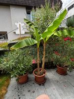 2 Jähriger doppelter Bananenbaum mit Jungpflanze. Top Sorte.