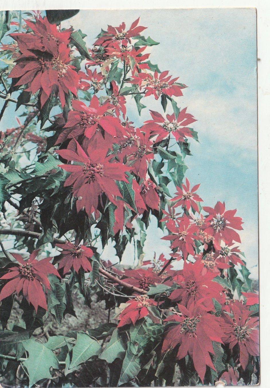Cartes postales: Blumenkarte – D'occasion à Lumbrein par made02