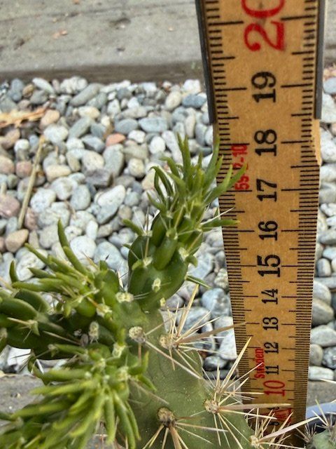 Pflanzen & Samen: Cylindropuntia imbricata Denver weiss / Winterhart – Gebraucht aus Therwil von Tigersunne 2