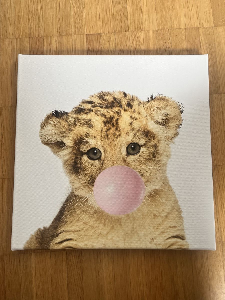 Foto & Immagini: Leinwand-Bilder Tiere, 30 x 30 cm – Usato da Dättwil AG venduto da Janine_12345 2