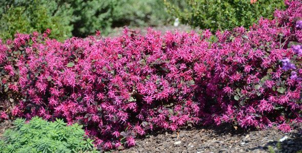 Piante & sementi: Loropetalum  Fire Dance 15-20cm – Nuovo e nell'imballaggio originale da Bremblens venduto da FIBONACCI369 5