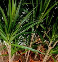 XL (100 cm)  Zimmerpflanze Dracaena MARGINATA 🌴 XL 100 cm