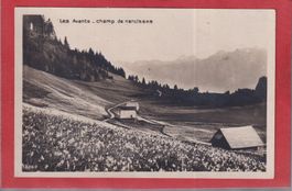 Narcisses - Les Avants - 1933