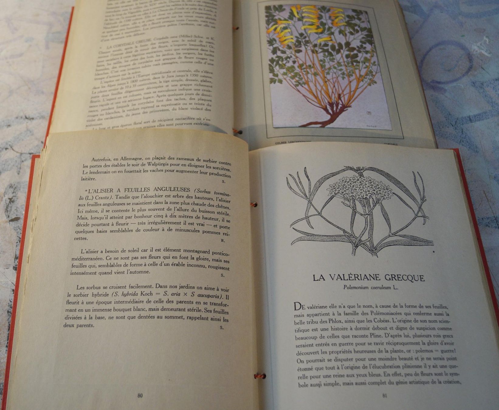 Libri: NOS FLEURS 1 & 2 Philippe Robert Henri Spinner / Suchard – Usato da Härkingen venduto da sammelbecken