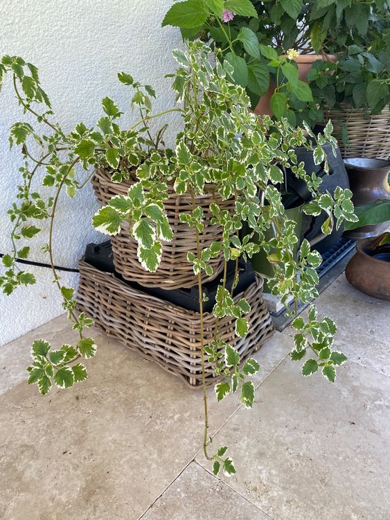 Weihrauch Boswellia Pflanze Kaufen auf Ricardo