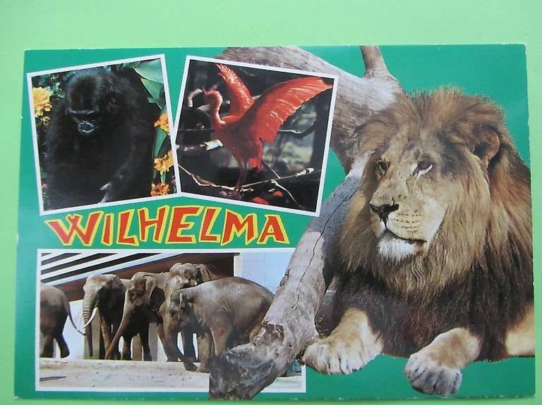 Cartoline postali: 2 Ansichtskarten Tiergarten Wilhelma Stuttgart – Usato da Malters venduto da moc_z8d9 1