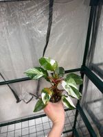 🌱 Hybride: Philodendron white surprise
