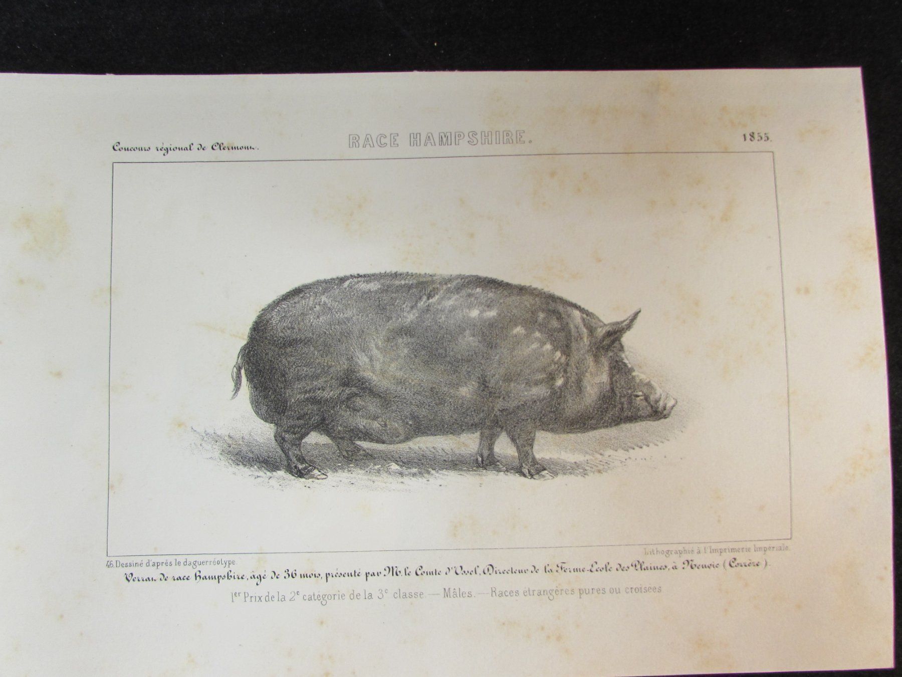 Incisioni: 3 antike Schweine, 1855 – Usato da Walchwil venduto da Shells1 4