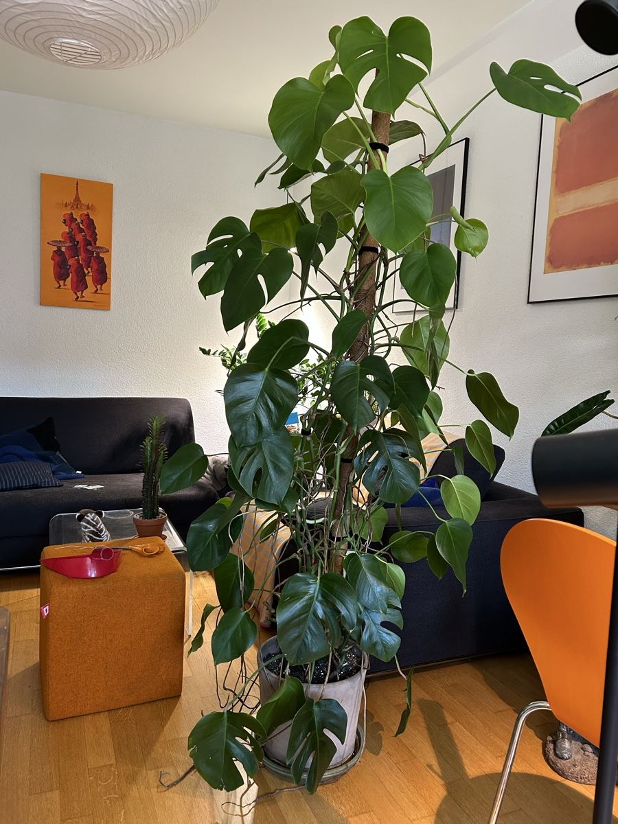 Plantes & graines: Monstera Deliciosa kleinblättrig  – D'occasion à Zürich par fabuulois 1