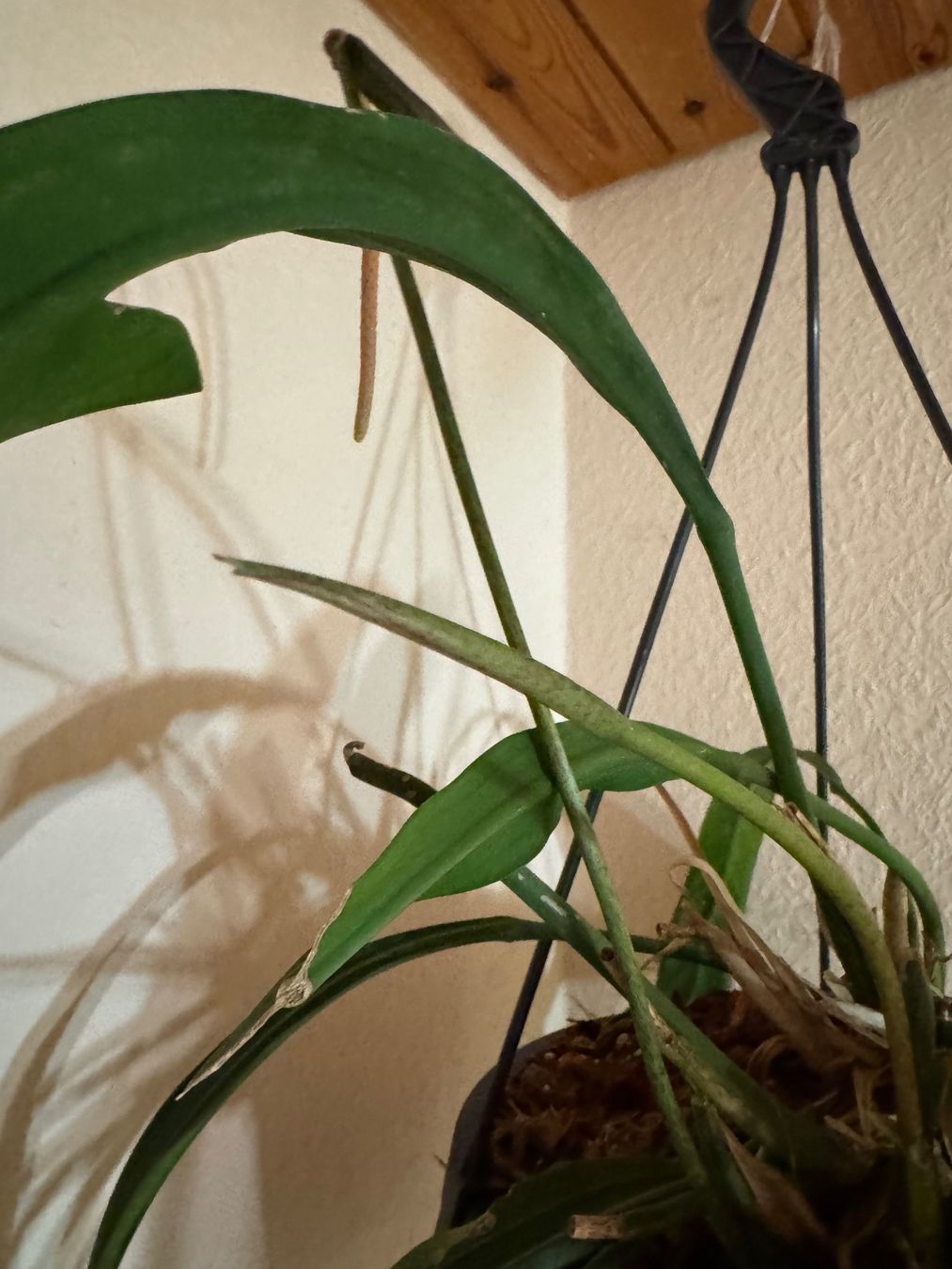 Piante & sementi: Anthurium vittarifolium – Usato da Männedorf venduto da mrclst 5