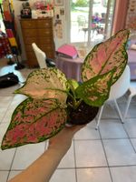Aglaonema plante d’intérieur