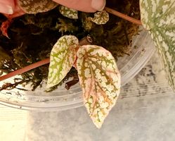 Begonia Snow Capped Variegata