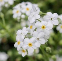Ab 5.- fr ⚠️RARITÄT⚠️ 10 Samen Blume Weißes Vergissmeinnicht