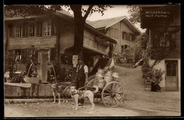 Foto-AK Wilderswil, Dorfpartie mit Hundegespann