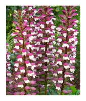 Weicher Akanthu - Acanthus mollis - 12 grosse Samen