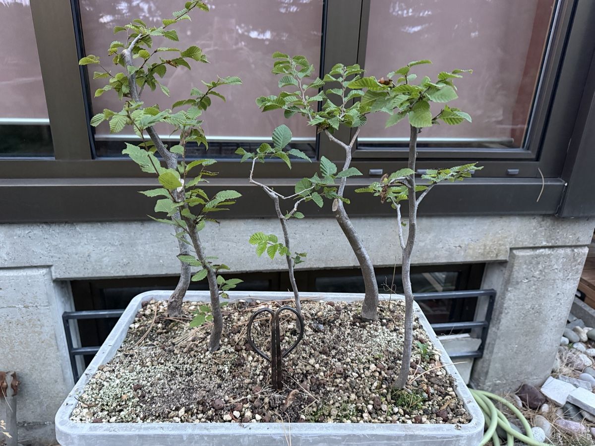 Piante & sementi: Hainbuchen Wald Bonsai Rohmaterial – Usato da Suhr venduto da BonsaiGutzi 1