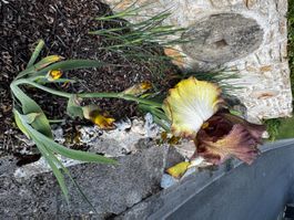 Iris 1 bulbe patina