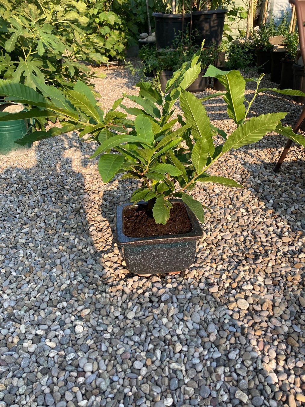 Piante & sementi: Bonsai von einer Edelkastanie – Usato da Uttwil venduto da Dolphin7