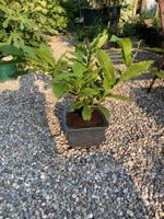 Bonsai von einer Edelkastanie