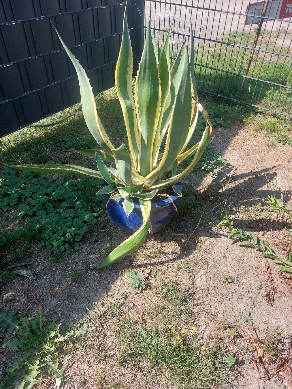 Plantes & graines: Riesen grosse Algarve – D'occasion à Landquart par Cedes