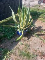 Riesen grosse Algarve