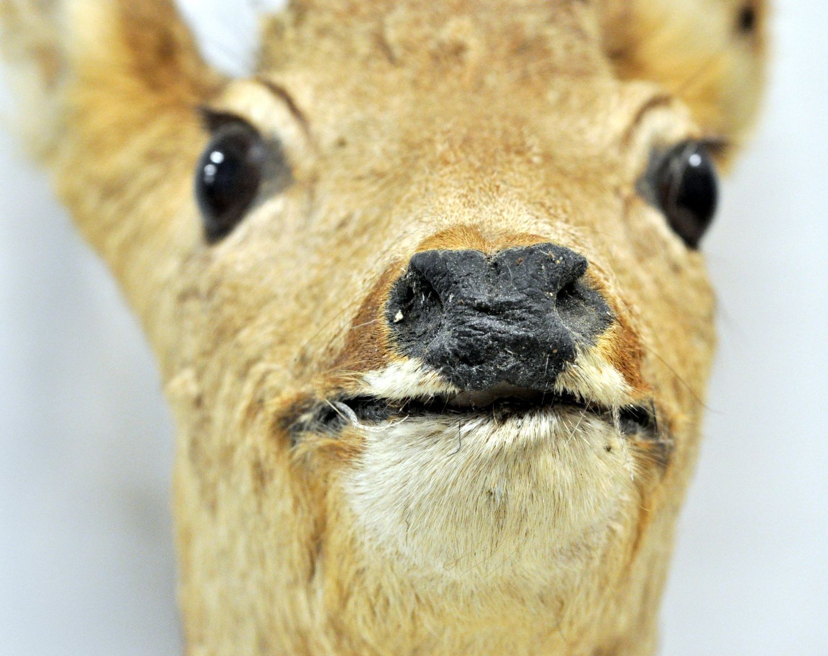 Il mondo degli animali: Tête de chevreuil naturalisée – Usato da Neuchâtel venduto da Neuchatel 7