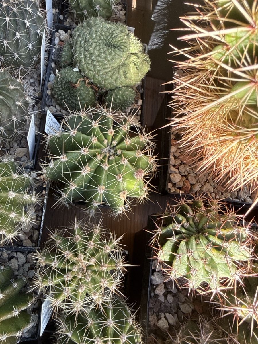 Pflanzen & Samen: Echinopsis Hyb. Madame Pele x oxygana – Gebraucht aus Rorbas von SimS0n 6