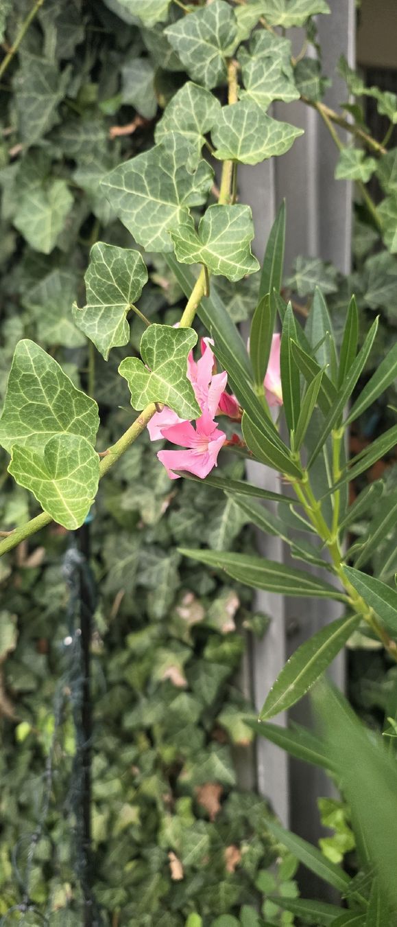 Pflanzen & Samen: Oleander Pflanze rosa blühend Topf ca. 140cm hoch – Gebraucht aus Riedikon von Winter21.