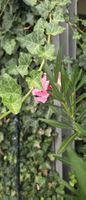 Oleander Pflanze rosa blühend Topf ca. 140cm hoch