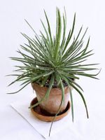 Agave parviflora*****