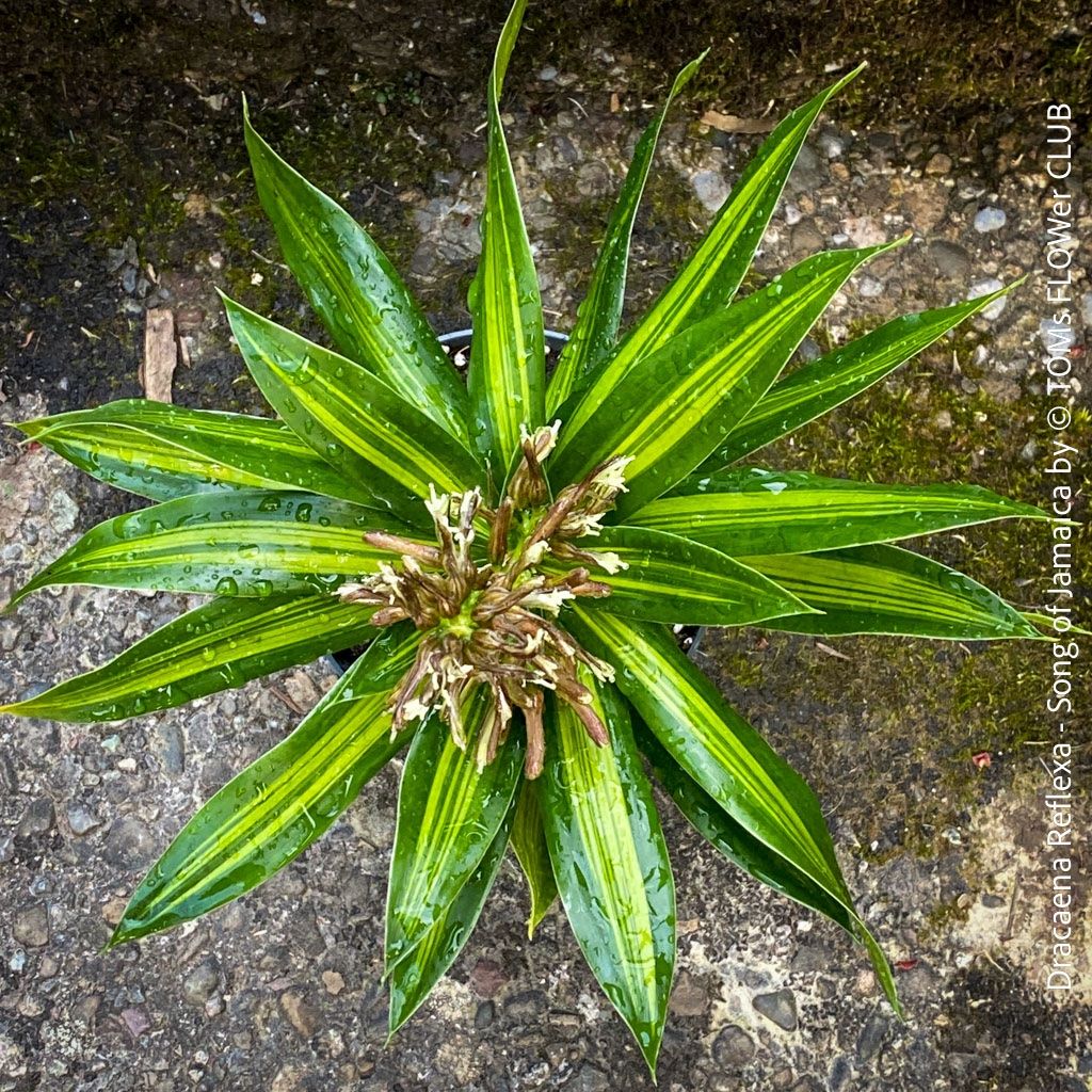 Pflanzen & Samen: Dracaena Reflexa ‘Song of Jamaica’ - tropische Eleganz – Neu und originalverpackt aus Adliswil von astom369 2