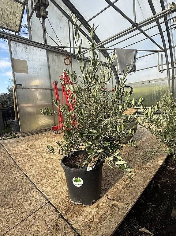 Piante & sementi: Schöner Olivenbaum im Topf – Nuovo (secondo la descrizione) da Zuckenriet venduto da Thur_Plant 5