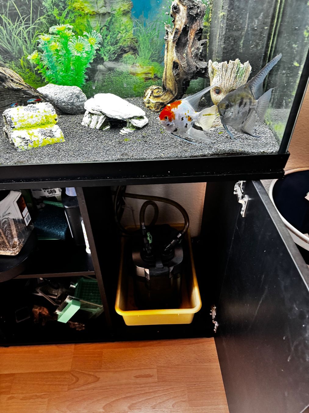 Acquari: Aquarium eau douce – Usato da Lausanne venduto da gre_97wx 6