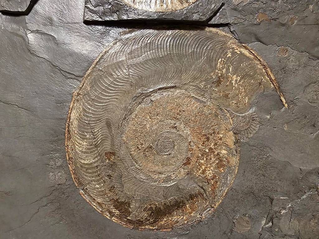 Fossili: Ammonitenplatte 90 x 70cm – Usato da Roggwil BE venduto da tho_6kyp 2