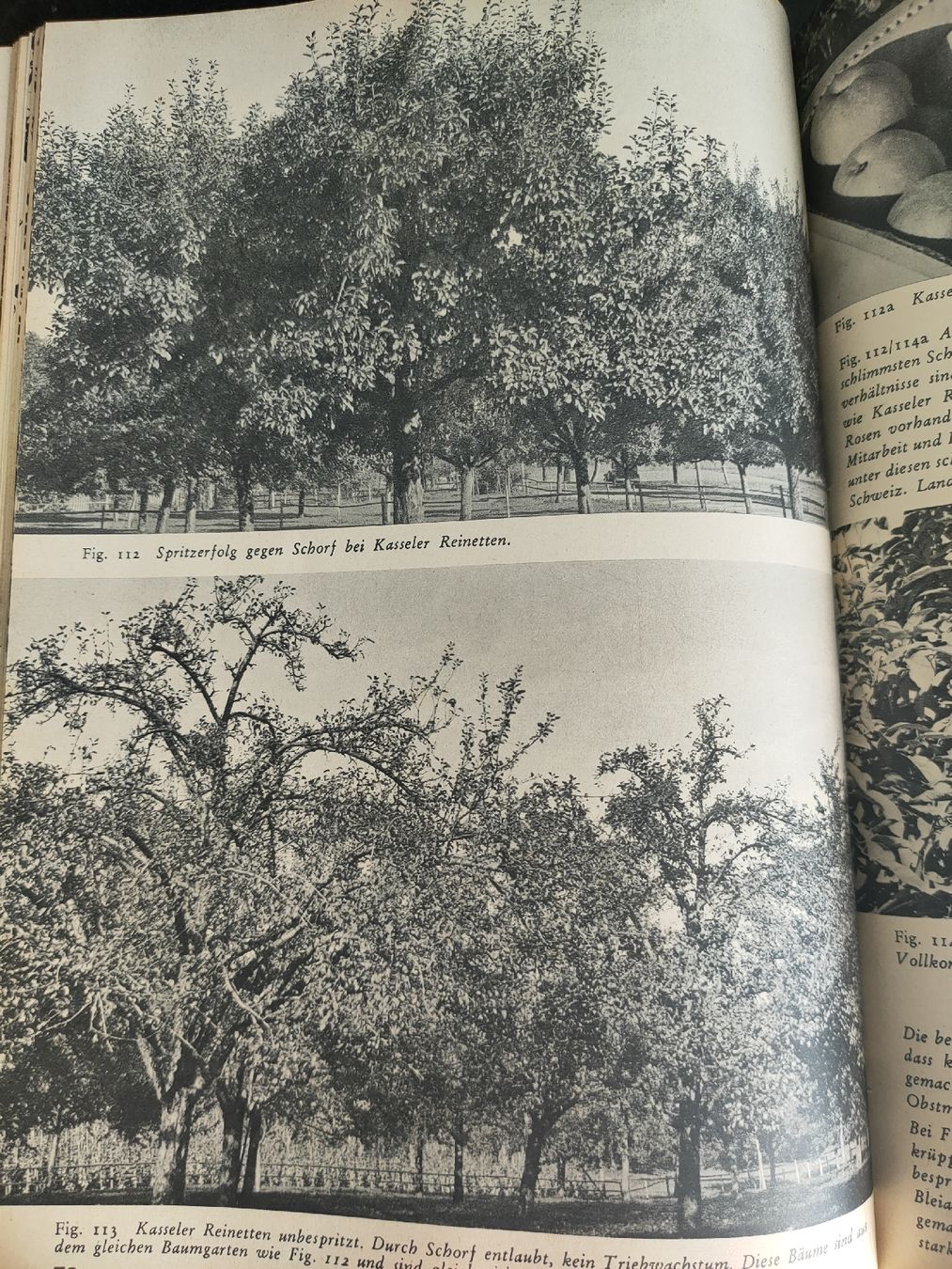 Libri: Seltenes Buch: Schädlingsbekämpfung im Obstbau, antik 1940 – Usato da Gipf-Oberfrick venduto da minini 7